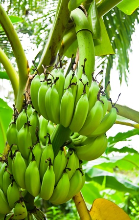 Green Bananas on a tree, Thailand. の写真素材