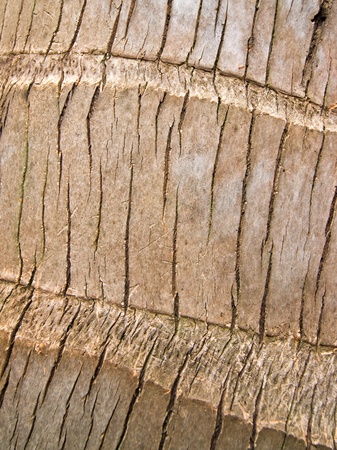 Surface of the treeの写真素材
