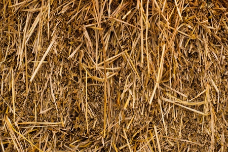 Close up of ground. Texture of strawの写真素材