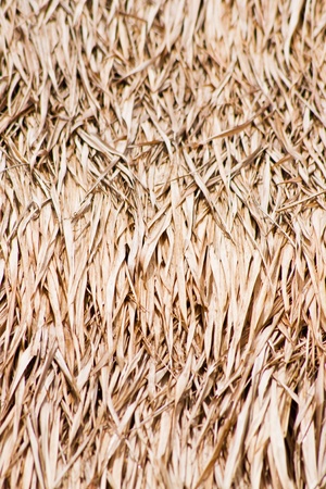 Close up of ground. Texture of straw. の写真素材