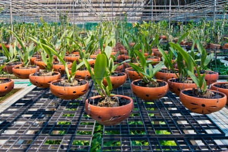 Agriculture orchid fram at thailand の写真素材