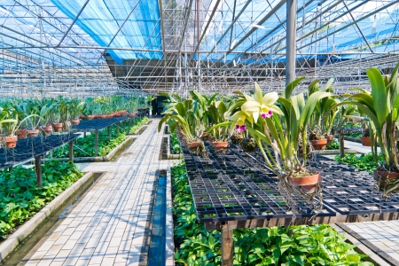 Agriculture orchid fram at thailand の写真素材