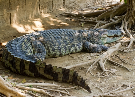 Crocodile on a farm, Thailandの写真素材