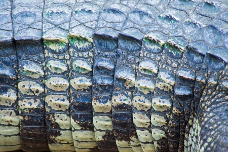 Crocodile skin textureの写真素材