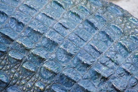 Crocodile skin textureの写真素材