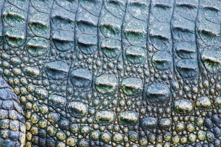 Crocodile skin texture