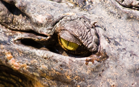 Crocodile on a farm, Thailandの写真素材