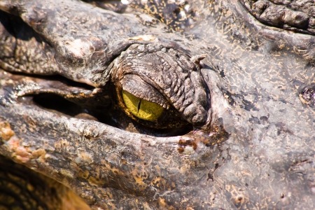 Crocodile on a farm, Thailandの写真素材