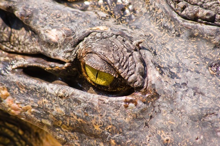Crocodile on a farm, Thailandの写真素材
