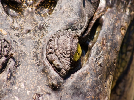 Crocodile on a farm, Thailandの写真素材