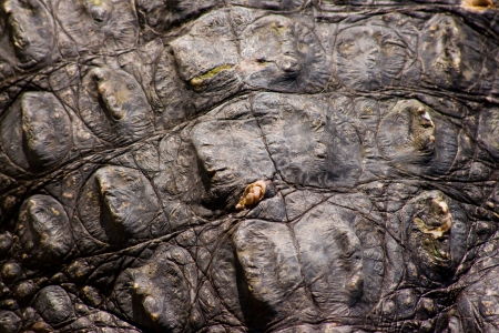 Crocodile skin textureの写真素材