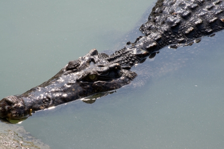 Crocodile on a farm, Thailandの写真素材