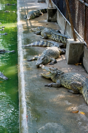 Crocodile on a farm, Thailandの写真素材