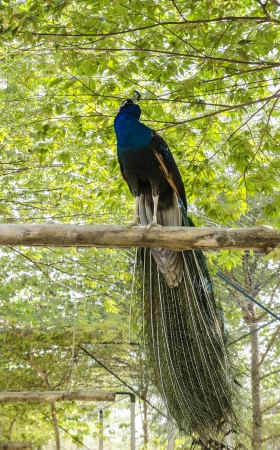 A beautiful peacock on a treeの写真素材