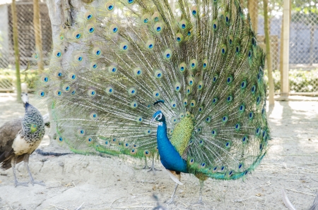 A beautiful peacockの写真素材