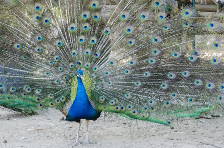A beautiful peacockの写真素材