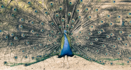 A beautiful peacockの写真素材