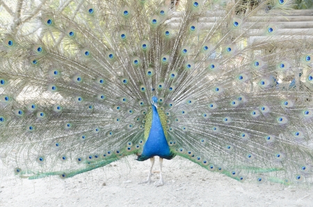 A beautiful peacockの写真素材