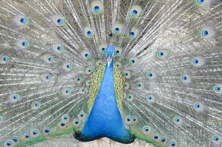 A beautiful peacockの写真素材
