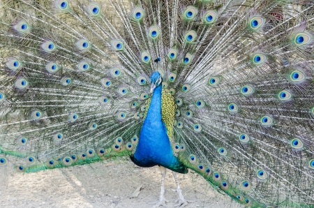 A beautiful peacockの写真素材