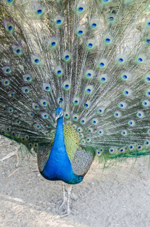 A beautiful peacockの写真素材