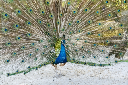 A beautiful peacockの写真素材