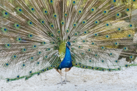 A beautiful peacockの写真素材