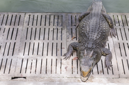 Crocodile on a farm, Thailandの写真素材