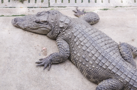 Crocodile on a farm, Thailandの写真素材