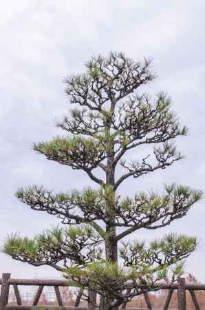 a pine treeの写真素材