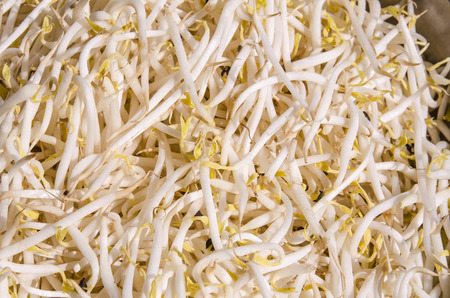Bean Sprouts on dishの写真素材