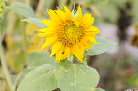 Close-up of sun flower の写真素材
