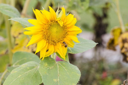 Close-up of sun flower の写真素材