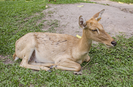 close-up Siamese Eld's deer (Cervus eldi)の写真素材
