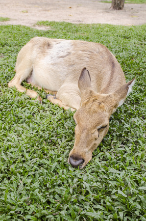 close-up Siamese Eld's deer (Cervus eldi)の写真素材