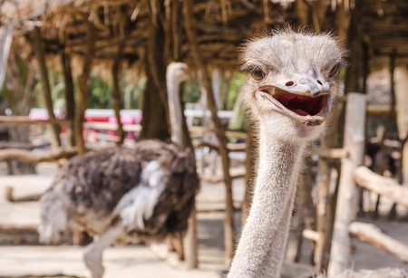 Ostrich head close-up の写真素材