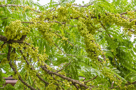 star gooseberry on tree.の写真素材