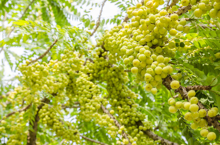 star gooseberry on tree.の写真素材
