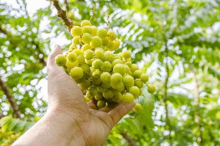 star gooseberry on tree.の写真素材