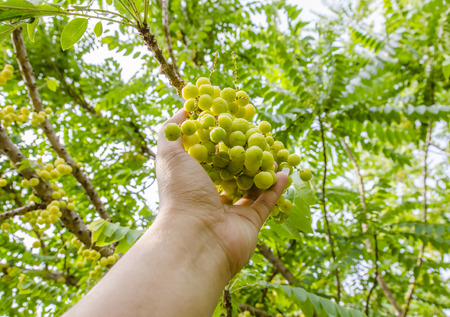 star gooseberry on tree.の写真素材