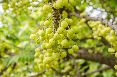 star gooseberry on tree.の写真素材