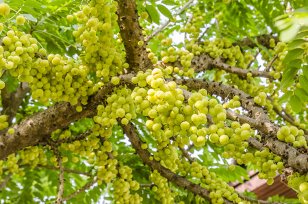 star gooseberry on tree.の写真素材