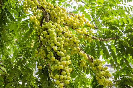 star gooseberry on tree.の写真素材