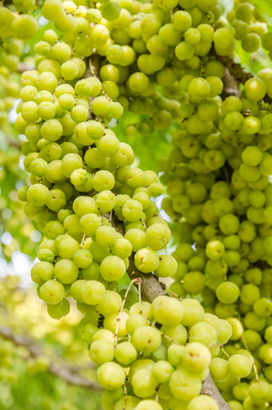star gooseberry on tree.の写真素材