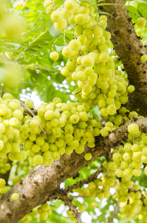 star gooseberry on tree.の写真素材