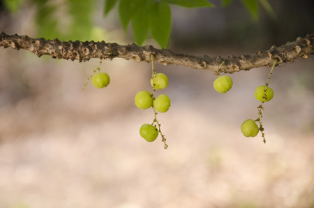 star gooseberry on tree.の写真素材