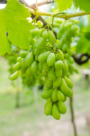 a little green grape in the vineyard.の写真素材