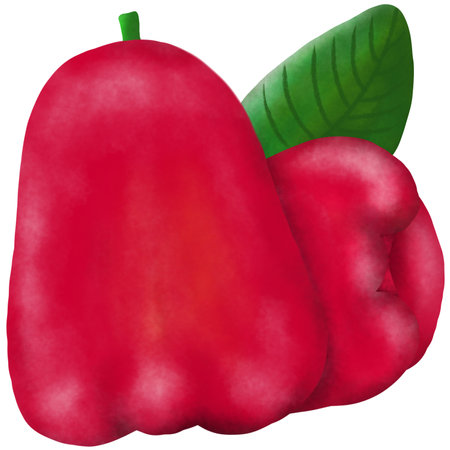 Watercolor illustration of a red bell pepper on a white background.の写真素材