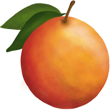 Illustration of a mango with a leaf on a white background.の写真素材