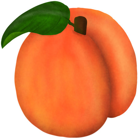 Apricot with leaf on a white background. Vector illustration.の写真素材